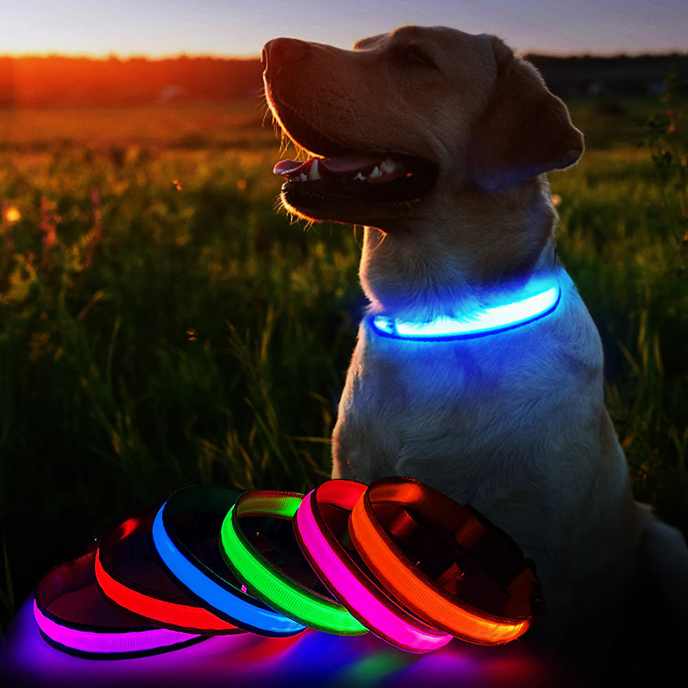 Dog Collar Luminous Pet Supplies Dog Collar Waterpoof Safety Collars Dropship